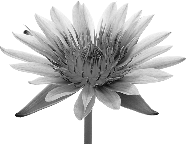 image of a flower